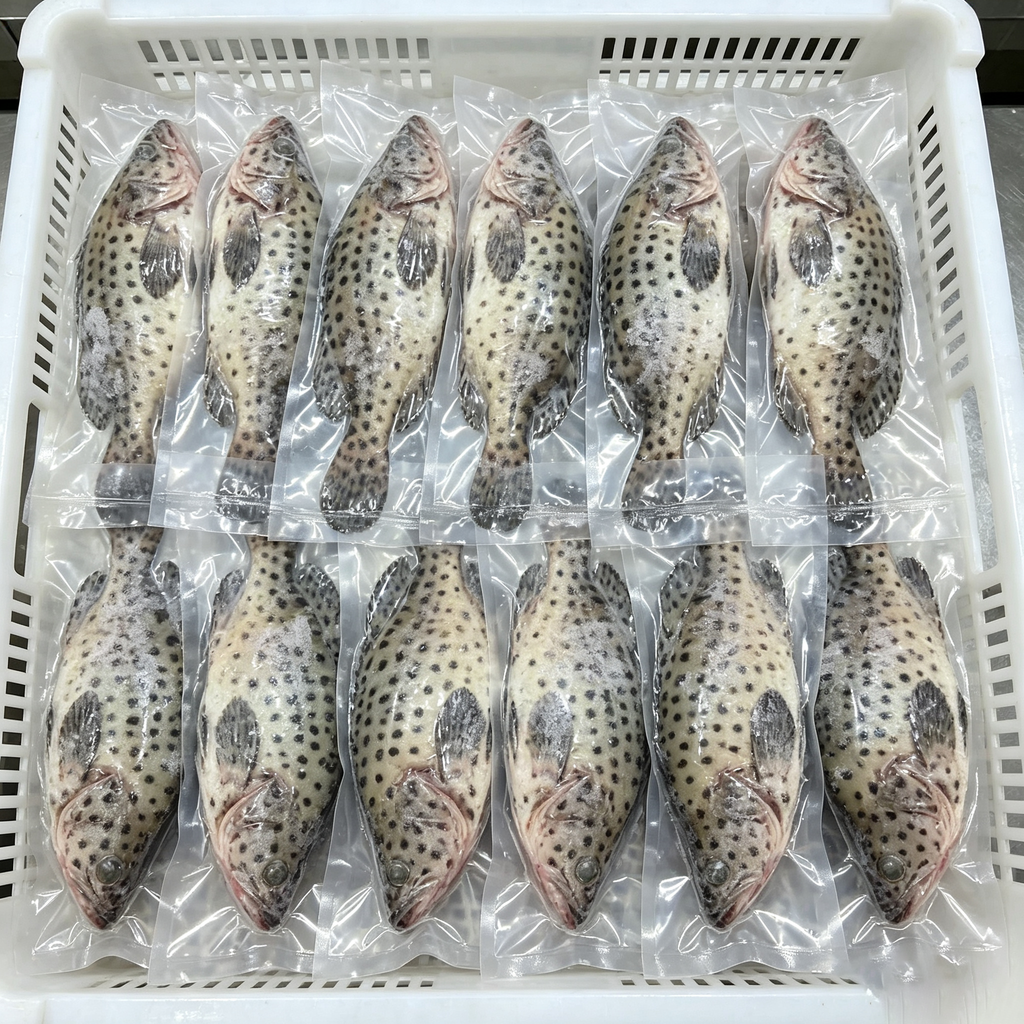 Mouse Grouper