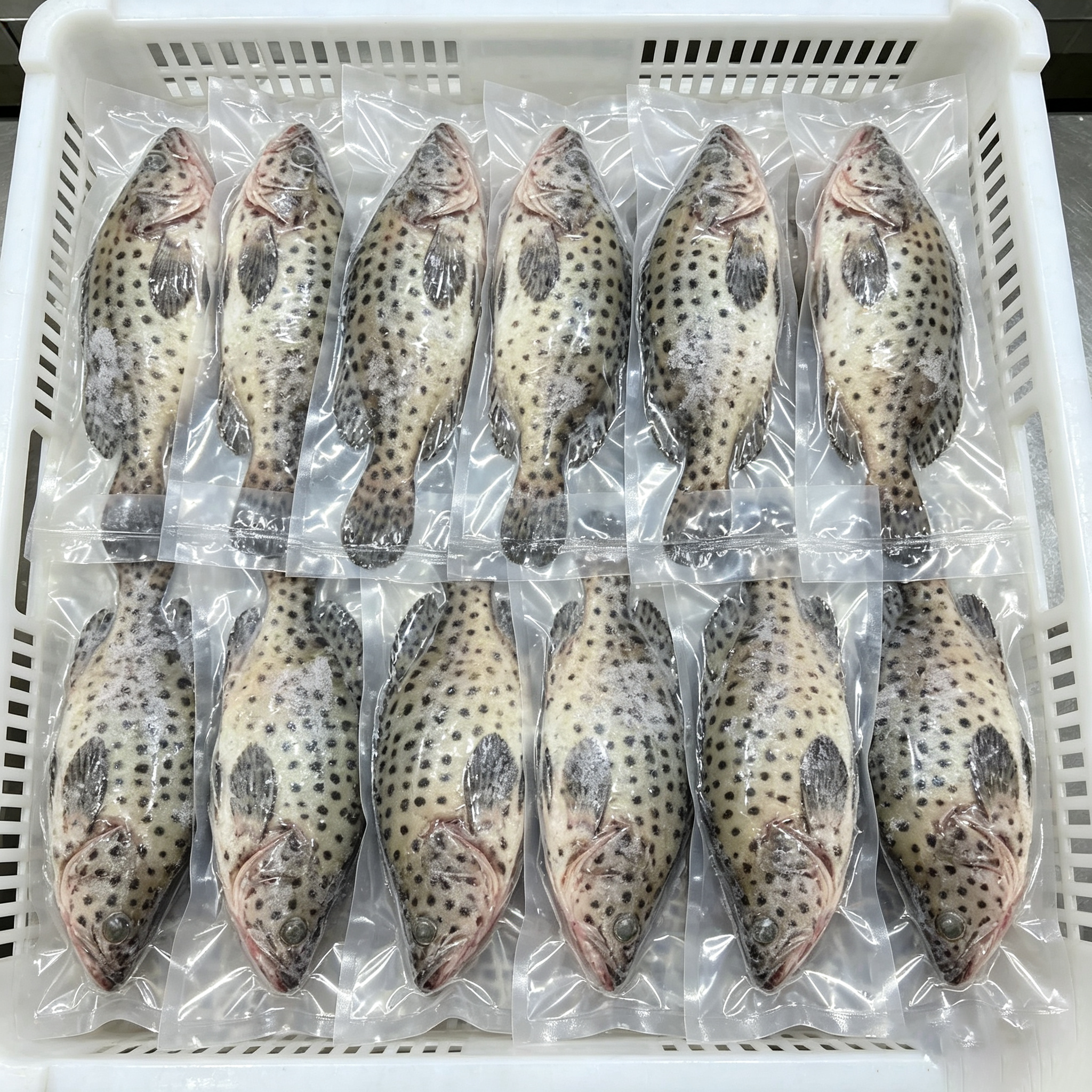 Mouse Grouper